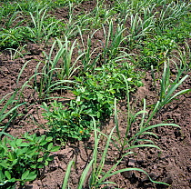 Interrow cropping with rows of young sugar cane (Saccharum officinarum) and peanuts (Arachis hypogea), Negros, Philippines, February