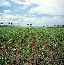 Neat rows of weed-free young sugar cane (Saccharum officinarum) crop with palms behind on the island of Negros in the Philippines