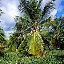 Mature coconuts on a heavily fruiting dwarf hybrid coconut (Cocos nucifera) palm on Mindanao, the Philippines, February,