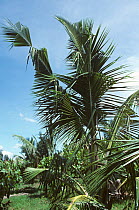 Ragged damage to coconut palm fronds caused by rhinocerus beetle (Oryctes rhinoceros) feeding, Mindanao, Philippines, February