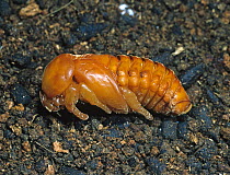 Rhinocerus beetle (Oryctes rhinoceros) pupa of a serious pest of coconut palms (Cocos nucifera), Mindanao, Philippines, February