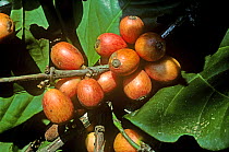 Ripening red cherries of Liberian coffee (Coffea liberica) on the bush, Malaysia, February