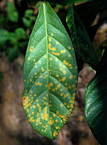 Necrotic spots caused by coffee rust (Hemileia vastatrix) to the upper surface of a coffee (Coffee arabica) leaf, Malaysia, February