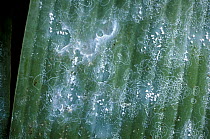 Spiralling whitefly (Aleurodicus dispersus) adults and circular wax trails on the underside of a banana leaf, Mindanao, Philippines, February