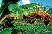 Yellow sigatoka (Mycosphaerella musicola)lesions and necrosis on the leaves of young bananas, Malaysia, February,