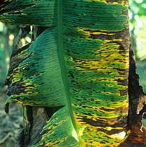 Black sigatoka (Mycosphaerella fijiensis) lesions and necrosis on the leaves of young bananas, Malaysia, February,