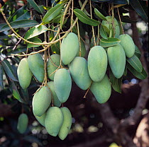 Green mango (Mangifera indica) fruit bunch on the tree, Guimaras Island, Philippines, February