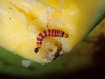 Red banded mango caterpillar (Deanolis sublimbalis) larva in damaged mango fruit, Guimaras, Philippines, February