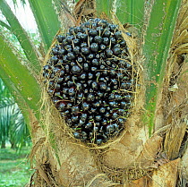 Oil palm (Elaeis guineensis) in a plantation with dark mature fruit before harvesting for oil extraction, Malaysia, February