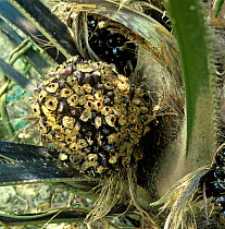 Rat (Rattus sp.) or squirrel (Funambulus sp.) damage to mature oil palm fruit bunch on the palm before harvest, Malaysia, February