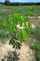 Young rubber (Hevea brasiliensis) tree sapling in new establishing rubber plantation, Malaysia, February