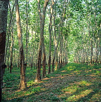 Underneath the canopy of a mature Malaysian rubber plantation near Malacca, the trees bear scars of frequent latex harvesting, February