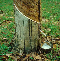 White latex flowing from the newly made cut in the bark of the rubber tree (Hevea brasiliensis), Malacca, Malaysia, February
