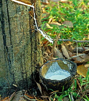 White latex flowing from the newly made cut in the bark of the rubber tree (Hevea brasiliensis), Malacca, Malaysia, February