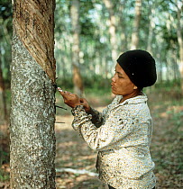 Woman making an angled cut through the bark of a rubber tree to tap into the latex vessels in the bark of a rubber tree, Malaysia, February