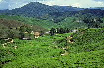 Picturesque steep tea (Camelia sinensis) estate plantations in mountainous countryside in the Cameron Highlands of Malaysia, February