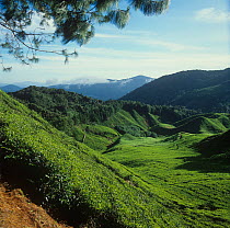 Picturesque steep tea (Camelia sinensis) estate plantations in mountainous countryside, early morning light, in the Cameron Highlands of Malaysia, February
