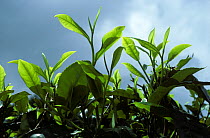 Young tea leaves, the picked stage of the crop, in the estates of the CDameron Highlands, Malaysia, February
