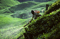 Worker with a portable backpack mist blower treating the crop in a steepo tea plantation, Cameron Highlands, Malaysia, February