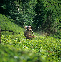 Worker using a portable mist blower to treat tea plants in a steeply sloping planbtation in the Cameron Highlands, Malaysia, February
