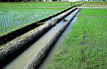 Newly repaired neat, mud levies for irrigation water in young seedling paddy rice fields, Luzon, Philippines