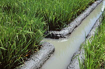 Irrigation canals and newly repaired mud irrigation levies channeling water to paddy rice crops in ear, Luzon, Philippines