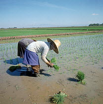 Girls transplanting bunches of rice (Oryza sativa) seedlings in rows into a water-filled paddy, Luzon, Philippines, February