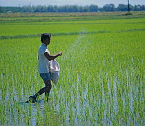 Filipino broadcasting fertilizer from a sack by hand into a seedling crop of onto paddy rice (Oryza sativa), Luzon, Philippines, February