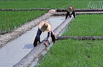 Workers repairing mud irrigation levies for small individual, experimental, trials plots in paddy rice (Oryza sativa), Luzon, Philippines