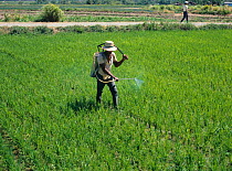 Filipino spraying in a young upland rice (Oryza sativa) crop with a knapsack sprayer, Luzon, Philippines