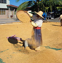 Old lady smoking a cheroot winnowing harvested and threshed rice crop among a pile of grain, Luzon, Philippines
