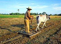 Filipino farmer harrowing and breaking up ploughed field by standing on a small press behind a zebu ox, Luzon, Philippines, February