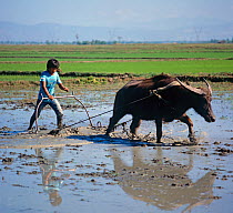 Cultivating a flooded paddy with a water buffalo and metal harrow or plough for a new seedling rice crop, Luzon, Philippines
