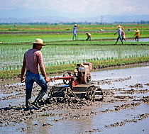 Man walking behind a mechanical, powered, rotovator turning soil in a flooded rice paddy before planting a seedling crop, Luzon, Philippines, February