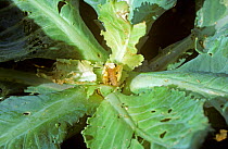 Cabbage or old world webworm (Hellula undalis) caterpillar on a damaged cabbage plant, Malaysia, February
