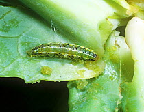 Immature Oriental leafworm (Spodoptera litura) caterpillars on a damaged cabbage plant, Malaysia, February,