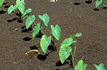 Taro, dasheen, or cocoyam (Colocasia esculenta var. antiquorum) young root vegetable plants in a paddy, Luzon, Philippines, February