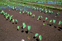 Taro, dasheen, or cocoyam (Colocasia esculenta var. antiquorum) young root vegetable plants in a paddy, Luzon, Philippines, February