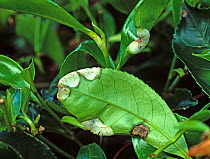 Blister blight (Exobasidium vexans) white blisters on tea leaves, Cameron Highlands, Malaysia, February