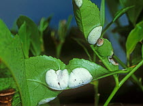 Blister blight (Exobasidium vexans) white blisters on tea leaves, Cameron Highlands, Malaysia, February