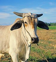 Head of a tethered Brahaman or zebu ox used for cultivation with a rope through the nose, Philippines, February