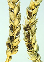 Bunt or covered smut (Tilletia tritici) infected ripe wheat ear with bunt balls cut open to show spores replacing grain.
