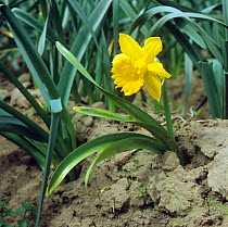 Stunted commercial daffodil plant (Narcissus sp.) infected by basal rot (Fusarium oxysporum f.sp. narcissi) in a crop, Lincolnshire, UK.
