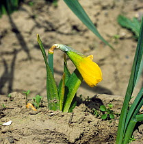 Stunted commercial daffodil plant (Narcissus sp.) infected by basal rot (Fusarium oxysporum f.sp. narcissi) in a crop, Lincolnshire, UK.