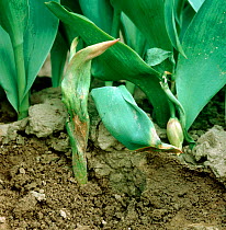 Tulip fire (Botrytis tulipae) disease damage and wilting of tulip (Tulipa sp.) plants in a crop in bud, Lincolnshire, April,