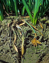 Daffodil plant in a commercial crop killed by narcissus smoulder (Scelerotinia narcissicola) in a crop, Lincolnshire, April