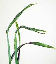 Wheat ear showing copper deficiency symptoms with ear trapped by twisted flagleaf