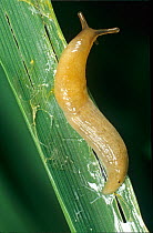 Grey field slug (Deroceras reticulatum) with slime trail and damage on a barley cereal leaf in autumn