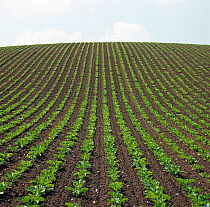 Converging straight rows of a young sugar beet crop rising up a hill to the horizon, Shropshire