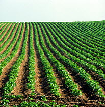 Immature potato crop in even ridged rows converging towards the the horizon on a rising field